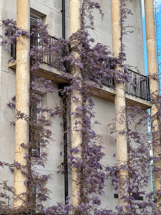 Wisteria Hysteria! - Everything you need to know about this enchanting vine